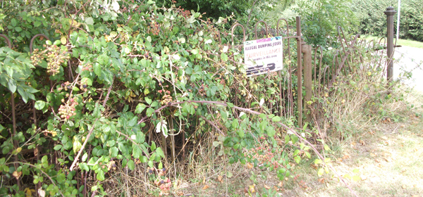 Overgrown iron railings